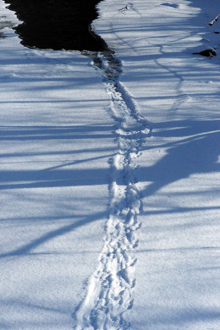 "Natural World" Through My Camera: Otter, Fox, Coyote & Other Wildlife